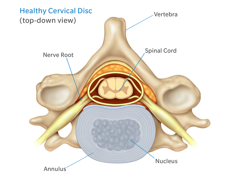 A estrutura do disco intervertebral